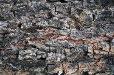 kuru ağaç kabuğu dokusu arkaplanı.