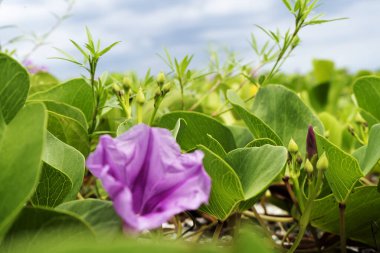 Su damlacıkları ile sabah zaferi çiçeği.