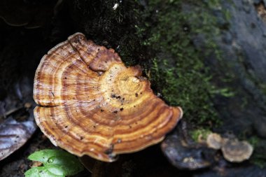 Mantar. Ormanın derinliklerinde düşen büyük ağaçta kahverengi yabani mantar. Küçük yeşil yosunlu orman mantarı..