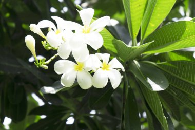Frangipani veya Plumeria 'nın beyaz çiçekleri ve koyu bulanık arka plan. Tayland 'da.