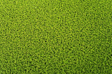 Su yüzeyi bir duckweed ile kaplı.