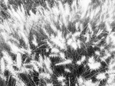 Güzel ekoloji doğa manzara çayır ile yakından. 