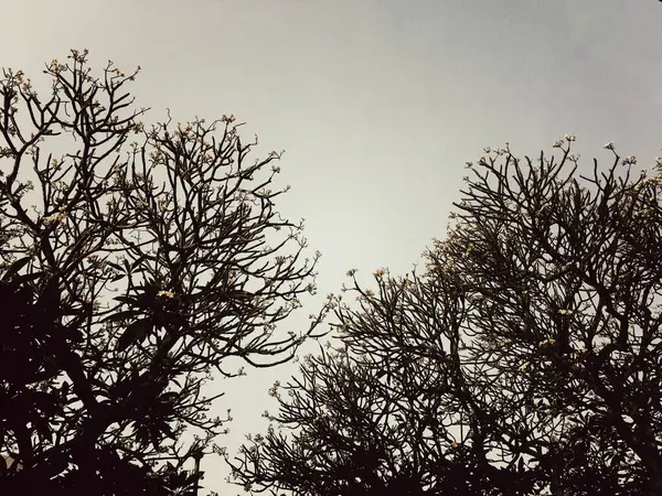 Céu Azul Profundo Com Nuvens Brancas Uma Silhueta Árvores Nuas — Fotografia de Stock