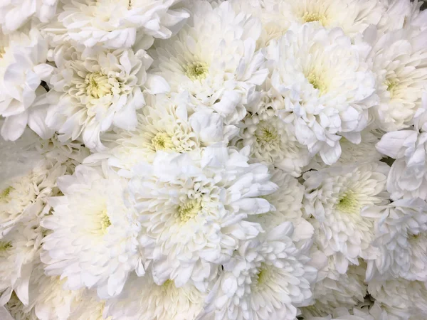 Цветок Белой Хризантемы Dendranthemum Grandifflora Природном Фоне — стоковое фото