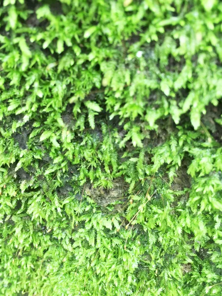 美丽的绿色苔藓在地板上 苔藓特写 墙纸用苔藓的漂亮背景 — 图库照片