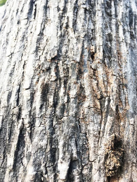 Texture Cracked Shell Tree Background — Stock Photo, Image