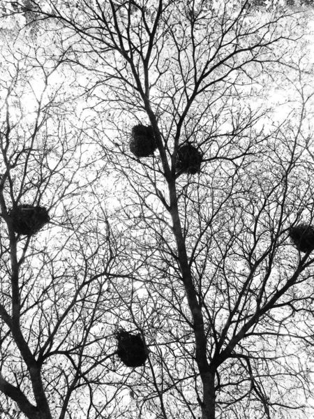 Bird Nest Bare Branches Tree — Stock Photo, Image