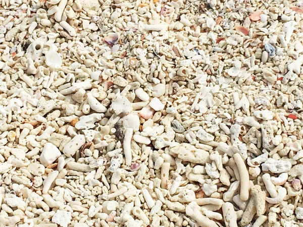 Muchas Conchas Playa — Foto de Stock