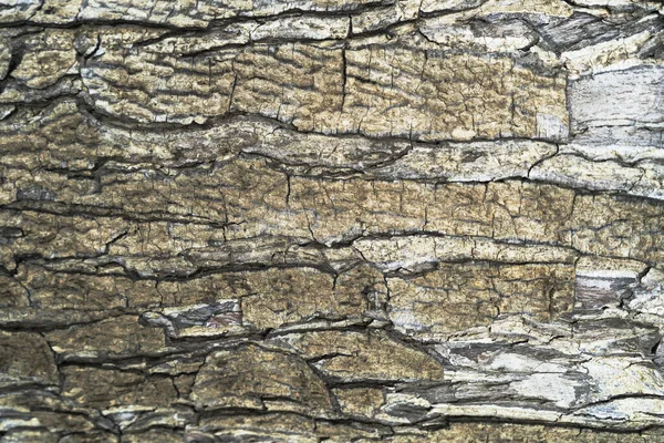 樹皮の背景テクスチャ 割れを追跡する木の樹皮をスキン — ストック写真