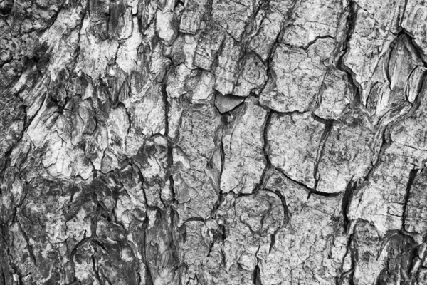 Кора Дерева Яка Відслідковує Розтріскування — стокове фото