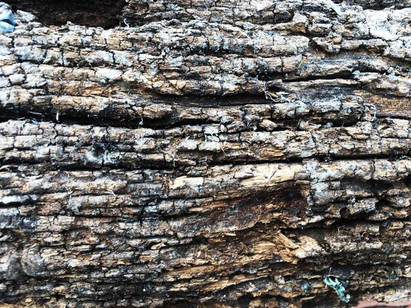 Крупним Планом Стара Дерев Яна Текстура Візерунка — стокове фото