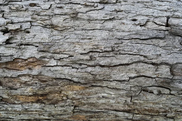 Trockene Baumrinde Textur Hintergrund — Stockfoto