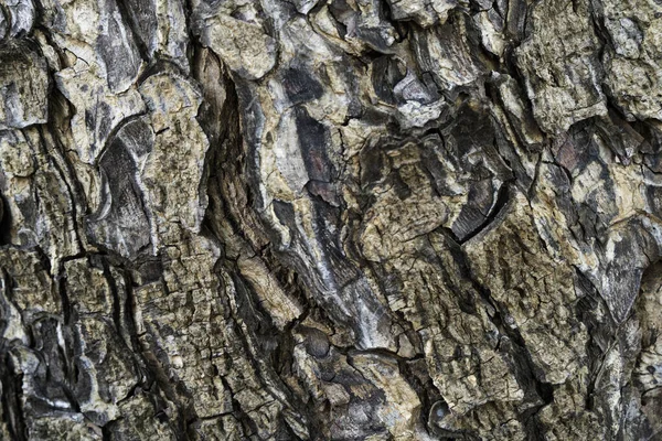 Ağaç Kabuğunun Arka Plan Dokusu Ağacın Kabuğunun Derisi Çatırdıyor — Stok fotoğraf