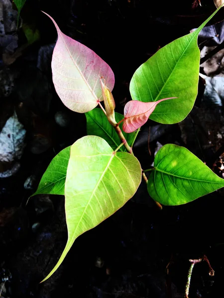 Green Leaf Pho Leaf Heart — Stock Photo, Image