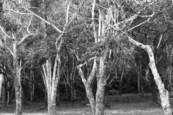Pinhais Floresta Imagem Preto Branco — Fotografia de Stock