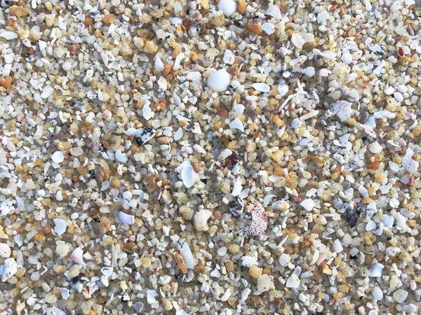 Sand Der Küste Mit Vielen Muscheln Bedeckt — Stockfoto
