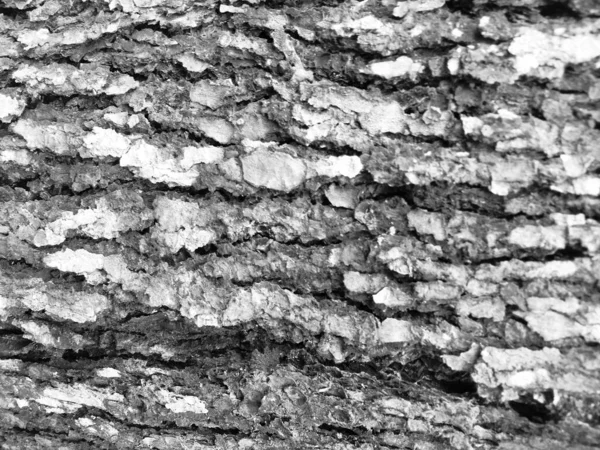 Svart Och Vit Bark Textur — Stockfoto