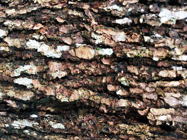 Bark Pine Tree Covered Moss — Stock Photo, Image