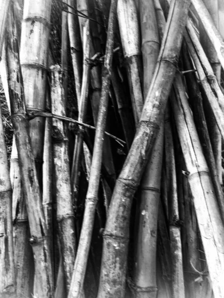 Foto Bianco Nero Alberi Bambù — Foto Stock