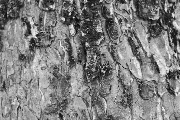 Padrão Fundo Textura Árvore Madeira Velha — Fotografia de Stock