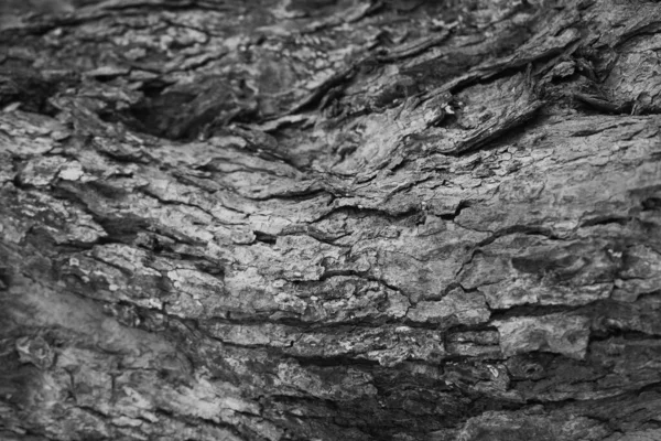 Abstrakt Svart Bark Träd Textur Bakgrund Textur För Att Lägga — Stockfoto