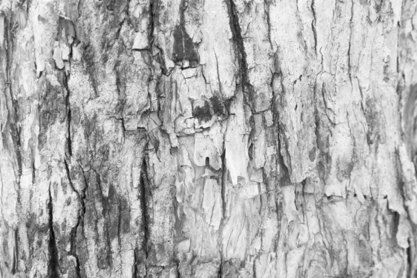 Старое Дерево Текстура Дерева Фон — стоковое фото