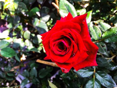 Bahçedeki çalılıklarda kırmızı güller.