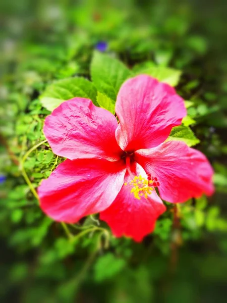 Červený Ibišek Květ Zeleném Pozadí — Stock fotografie