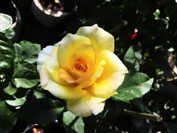 庭に黄色のバラが — ストック写真