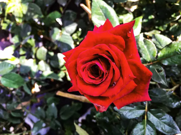 庭の茂みの赤いバラ — ストック写真