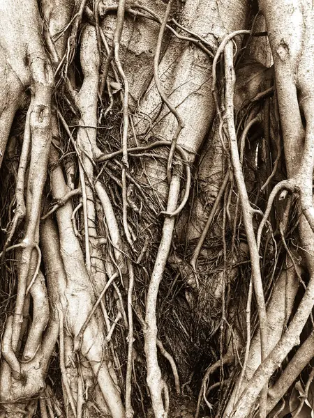菩提树的根靠得很近 Banyan树的根系紧密相连 具有菩提树背景的根 板岩树根背景 — 图库照片