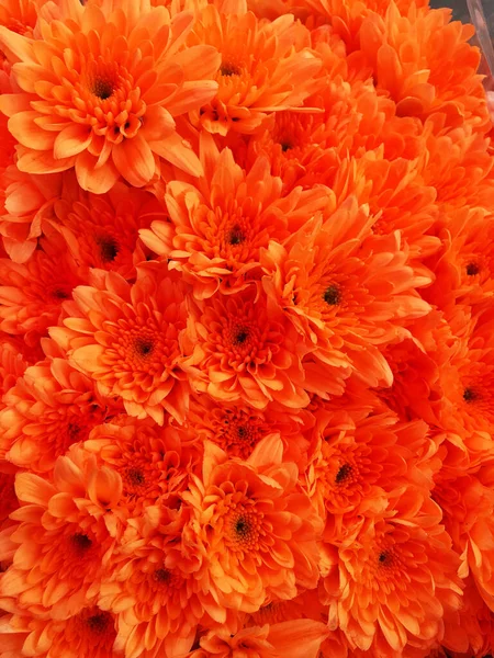 Gerbera Είναι Ένα Λουλούδι Που Χαρακτηρίζεται Από Πολλά Κοράλλια Και — Φωτογραφία Αρχείου