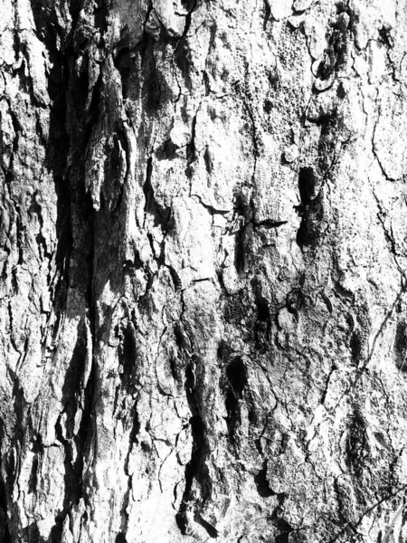 Rustika Trädet Bark Textur — Stockfoto
