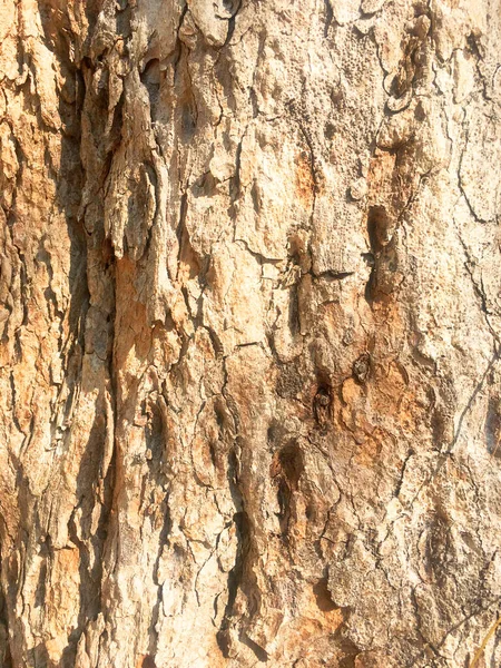 Rustic tree bark texture.