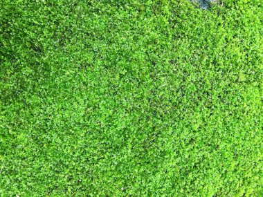 Yeşil moz arka plan, çimento zeminde yosun.