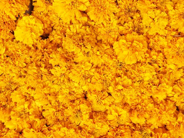 stock image Marigold flowers close-up colorful background.