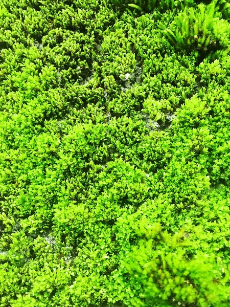 Grüner Hintergrund Moos Auf Zementboden — Stockfoto