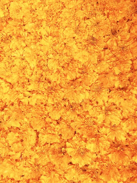 Goudsbloem Bloemen Close Kleurrijke Achtergrond — Stockfoto
