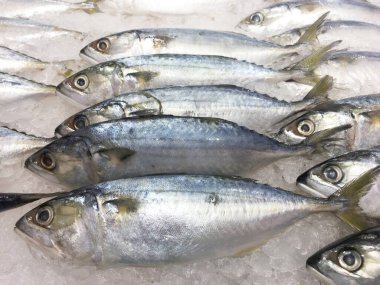 Süpermarkette buzda taze balık .