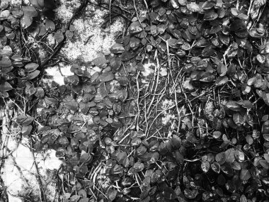 Arkaplanı bırak Renk siyah ve beyaz tonu.