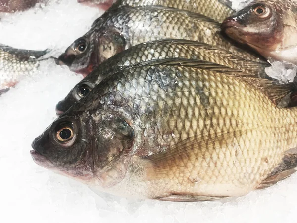 Fresh Tilapia Fish Ice Freeze Shelf Stall Super Market — Stock Photo, Image