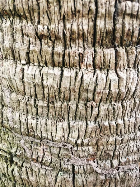 Arvore Sem Costura Casca Fundo Textura Azulejável Marrom Árvore Velha — Fotografia de Stock
