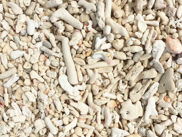 Nahaufnahme Von Sand Strand Mit Vielen Muscheln — Stockfoto