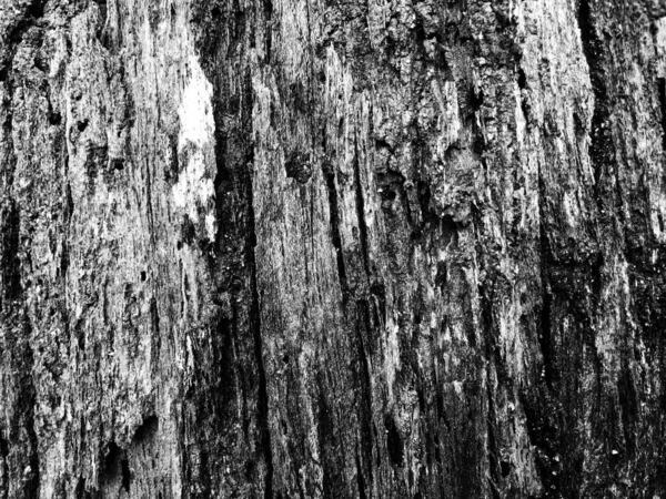 Detail Oak Tree Bark Black White — Stock Photo, Image