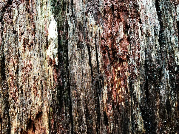 Texture Bark Tree Beautiful Gray Background — Stock Photo, Image