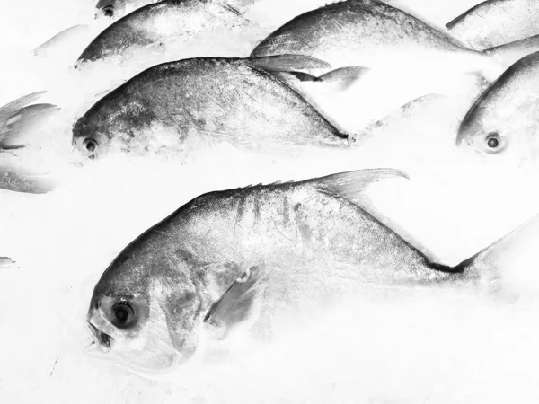 Zwart Wit Grunge Achtergrond Van Bevroren Vis Markt — Stockfoto