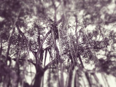 Siyah ve Beyaz, büyük ağacın dallarının soyutlanmamış hali..