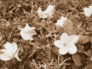 Yeşil çimlerin üzerinde dinlenen beyaz tesisatçı görüntüsü.