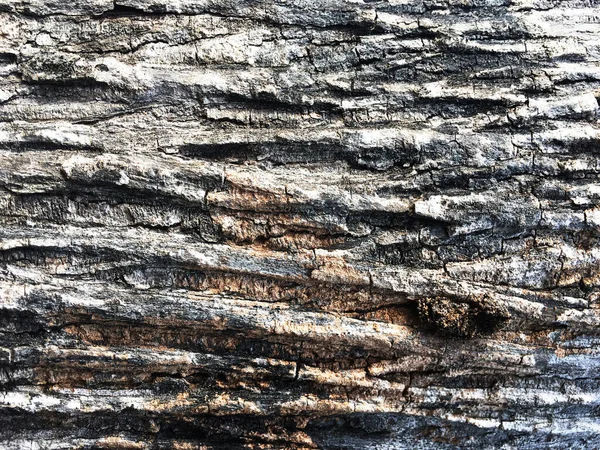 Bark Tree Bark Rough Surface Wood Photo Tree Bark — Stock Photo, Image