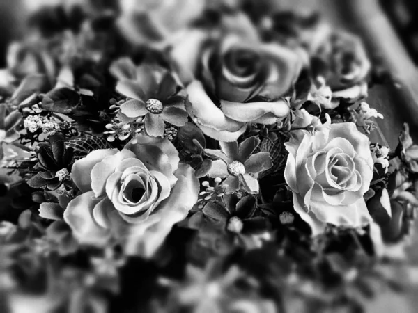 Rosa Cor Preta Branca — Fotografia de Stock